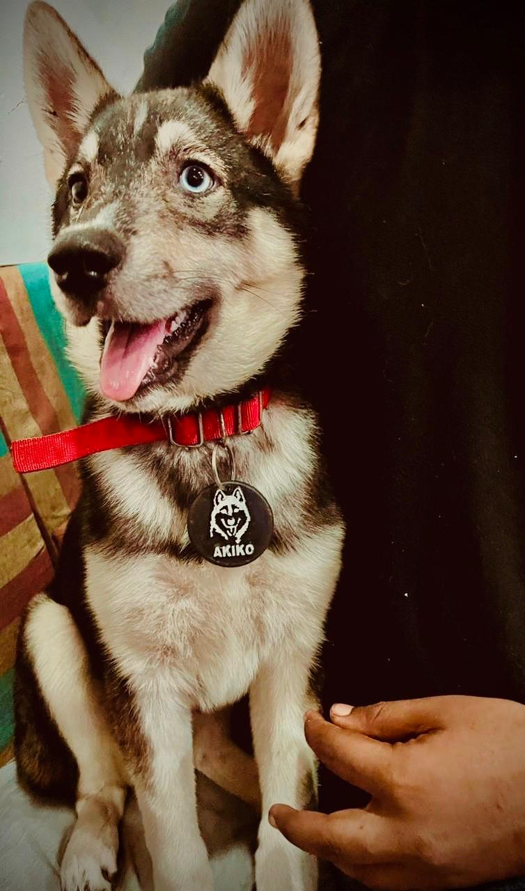 Custom printed pet tag example